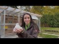 Herzlich Willkommen bei Hannah‘s Pigeons