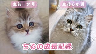 ♥三毛猫♥ちるちるちゃんっ♥16センチ・生後2週間(≧▽≦)子猫❤️ mqdefault.jpg