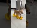 🤣 #ytshorts #humor #like #animals #chihuahua #perros #dog #funny