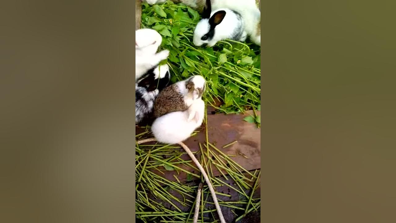 Rabbit farming uganda YouTube