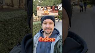 Catizen дроп на котиках #airdrop #catizen #sekreciy