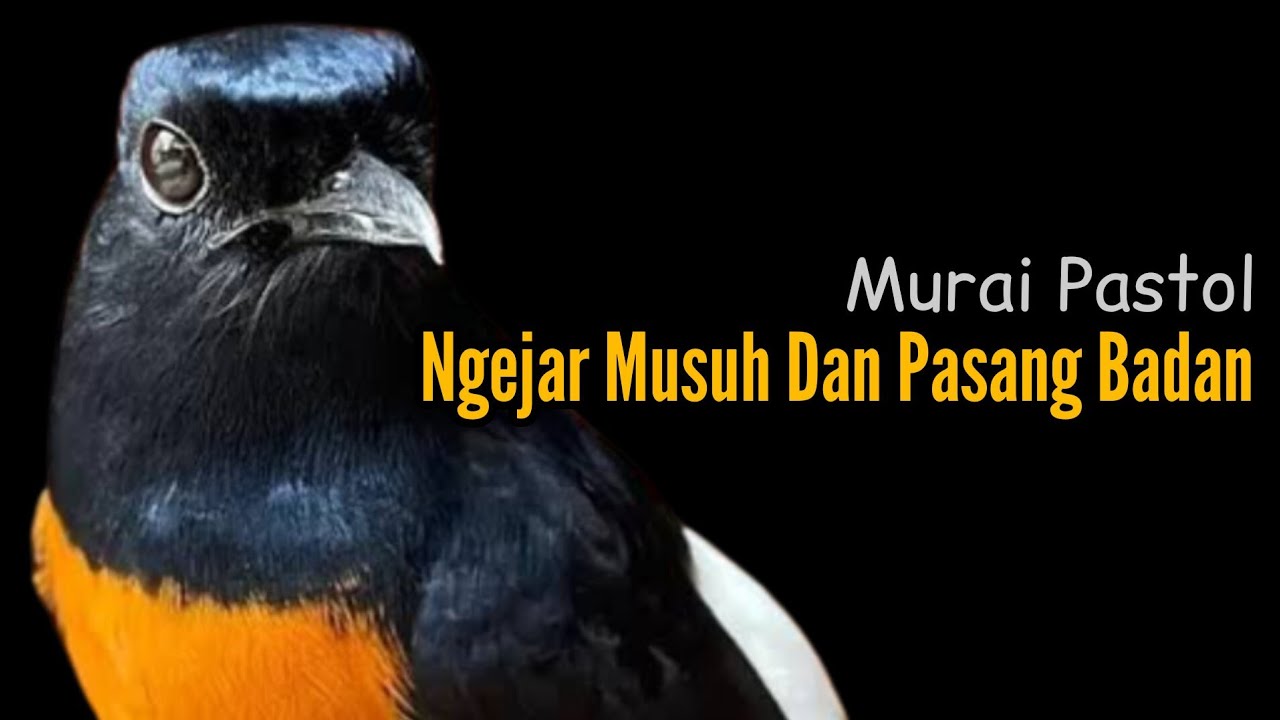 Pastol Pasang Badan, Indikasinya Apa? || Membentuk Tenaga || Bengkel Murai Batu