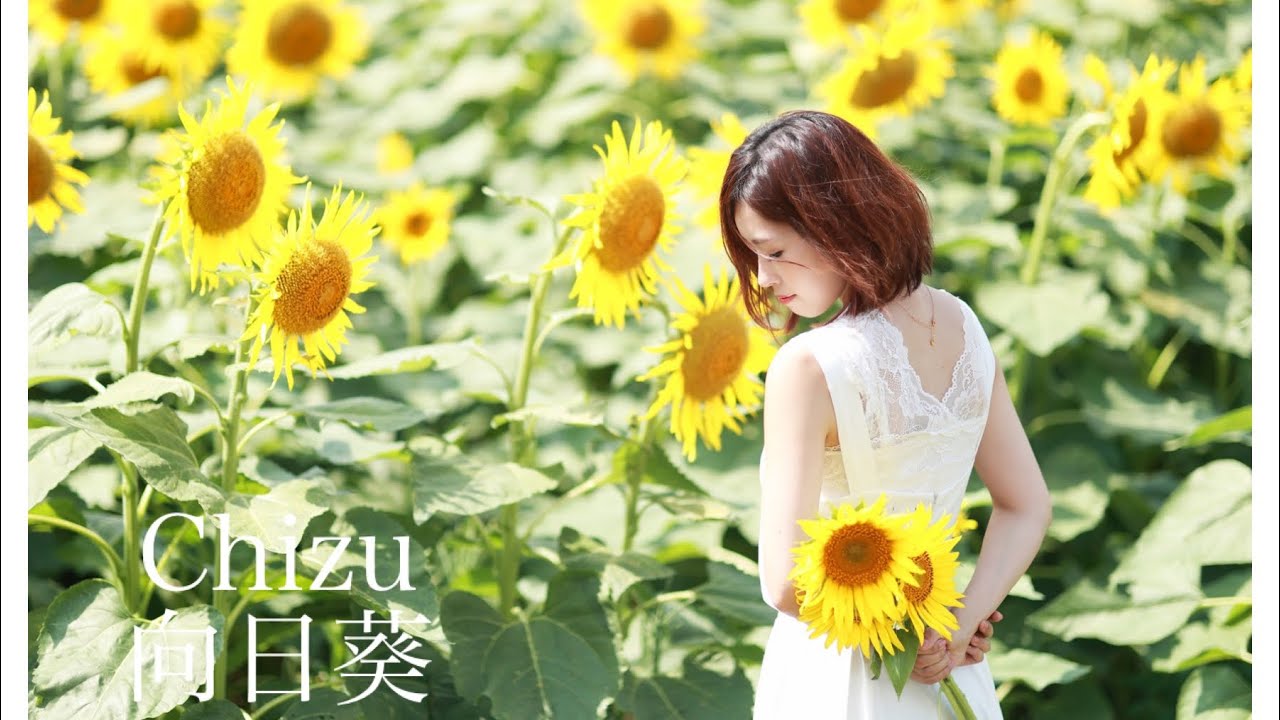 Chizu / 「向日葵」Music Video