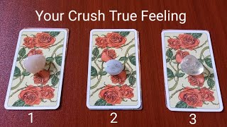 Your Crush True Feeling Towards You 💛 Pick A Card