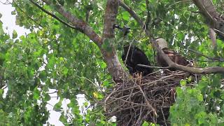 Redding Eagles~Hope & Liberty in Nest