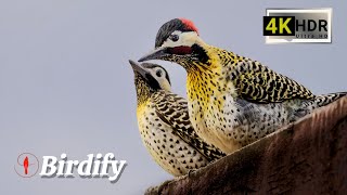 The Colorful Aviary: A Collection of the World's Most Stunning Birds with Relaxing Music