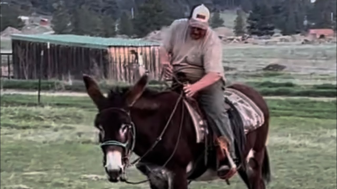 Mastering The Donkey Bit 2024 Techniques! Snaffle Bits & Curb Straps ...