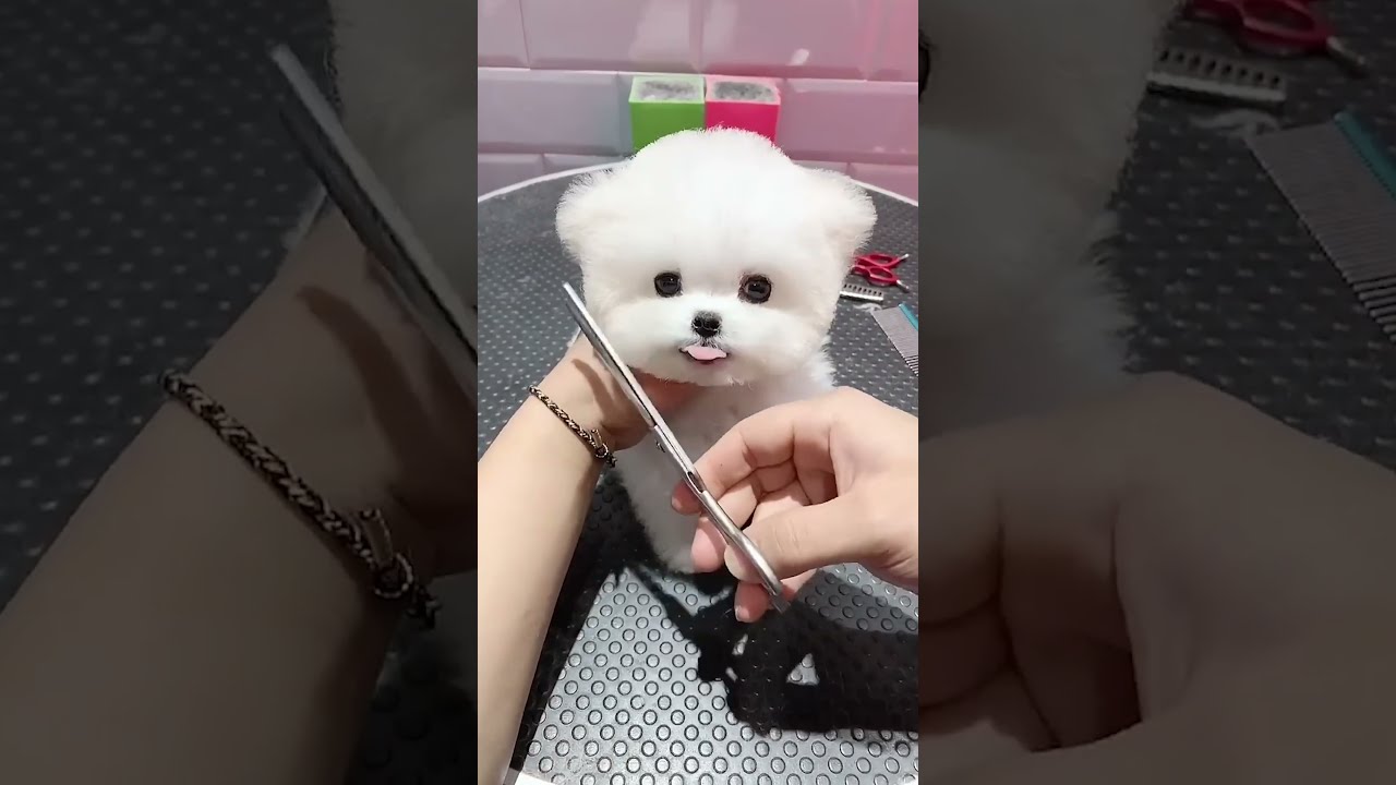  Cuteanimals Teddy Bear Puppy