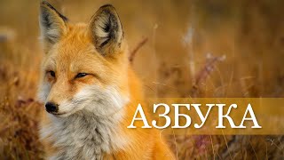 АЗБУКА Животные и птицы