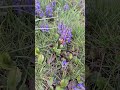 Hard-working bumblebee collecting nectar! Sunny day! / Fleißige Hummel sammelt Nektar! Sonniger Tag!