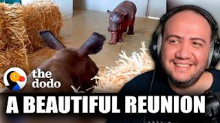 Baby Hippo Raised By Rhinos Meets A Hippo... ❤️ | The Dodo Go Wild | TEACHER PAUL REACTS