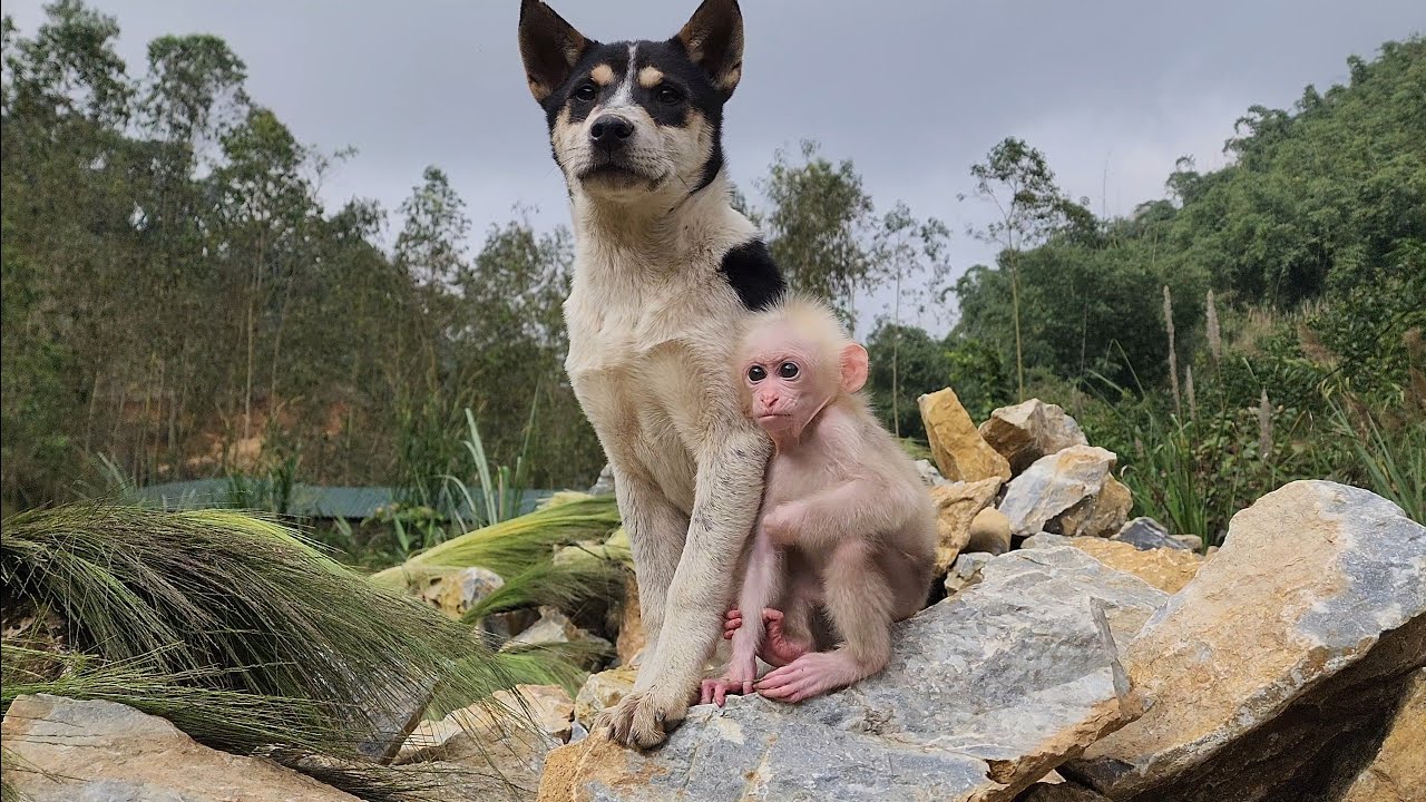 Обезьянка внезапно исчезла, и Бубу с грустью побежал искать его.
