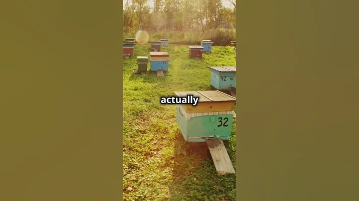 Killer Bees: Facts You Didn't Know!