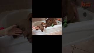 Can you believe this puppy litter is worth $500,000?  #ytshorts #pitbull  #doglover #pets #puppy