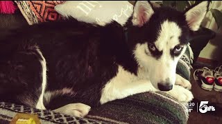 Pet owner says neighbor won't return dog; City Attorney declines charges