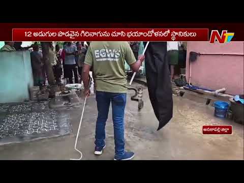 Anakapalli: అనకాపల్లి జిల్లా గరిసింగిలో భారీ గిరినాగు కలకలం | NTV Telugu