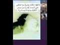 اللقاء الثالث عشر مع الدكتور علي الحماد شرح عن مرض الكوكسيديا الجساس