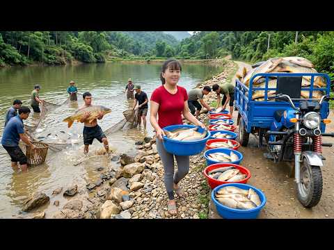 Big Fish Harvesting For Countryside Market | Amazing 3-Wheeled Vehicle Transport