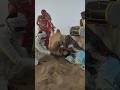 تقليد بدوي قديم فقير الصحراء يعزف ويرقص قرب الجمل بأداة حمراء غريبة ليمنحه السكينة