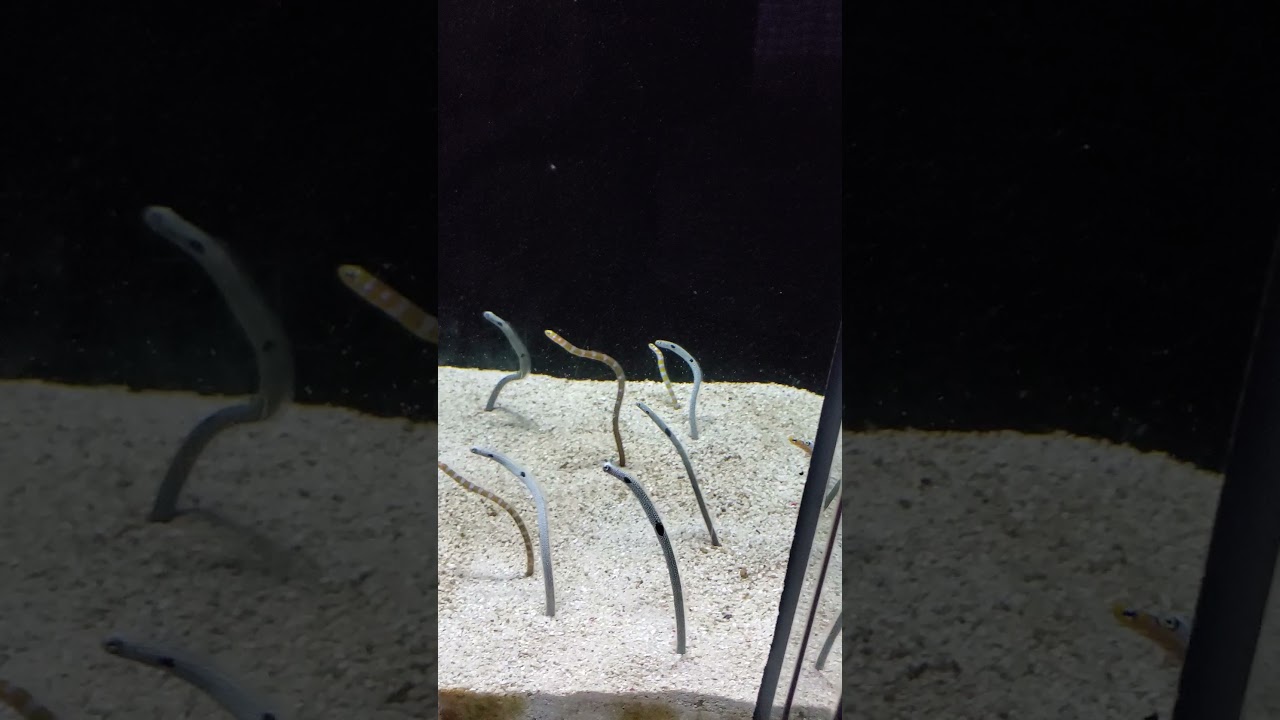 ニフレル チンアナゴ 大阪 万博公園 Youtube