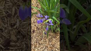 This is an Iris or these are iris #flowerlovers #flowers #flowergarden #iris #naturelovers