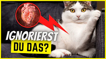 Wie trenne ich das Wort Katze?