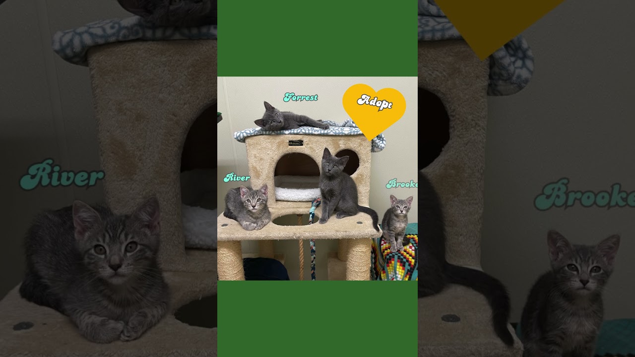 Meet the Woodland Litter