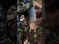 ¡Atrapé un ARMADILLO con un JEANS! 😱 #TrampaCasera #survival