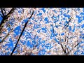 2024 The 8th Yanta International Cherry Blossom Festival