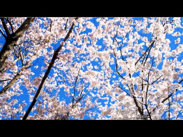 2024 The 8th Yanta International Cherry Blossom Festival class=