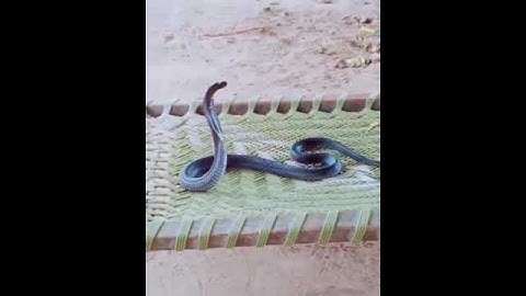 Snake Video #snake video 2021 snake | snack video | #Shorts #somnathgaming