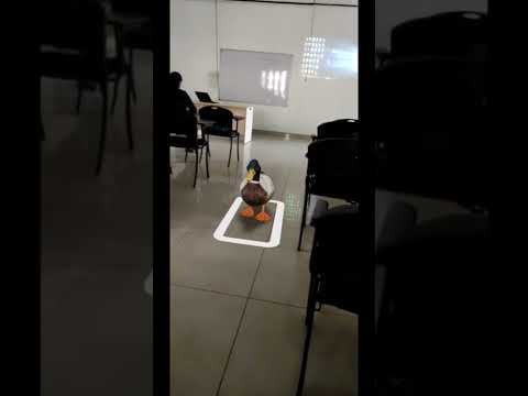Duck augmented Reality