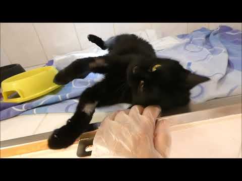 Video: Nahromadění Tekutin V Ledvinách V Důsledku Obstrukce Ledvin Nebo Močovodu U Koček