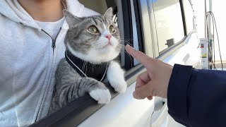 ガソリンスタンドのお姉さんに可愛がられてごきげんな猫がこうなりましたw