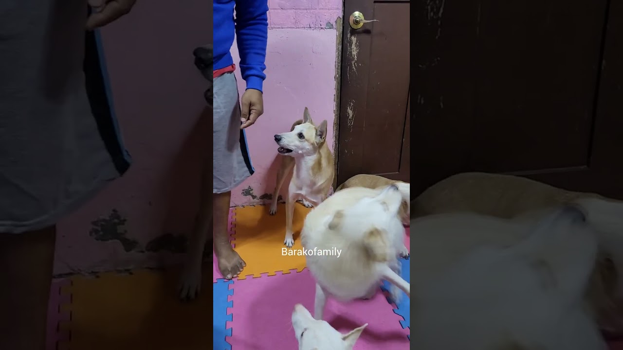 Smart Philippine Dog 