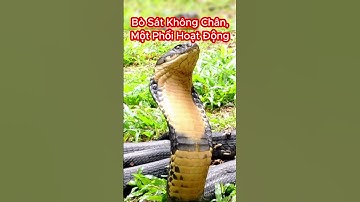 Có Bao Nhiêu Loài Rắn Độc Tại Việt Nam? #shorts