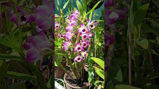 #orchid #plants #garden #dendrobium