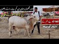 Lahore Lakhodair Mandi 2021 | Lahore Ring Road Mandi 2021 | Lahore Cow Mandi 2021|Cattle Of Pakistan