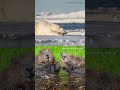 2026 Nikon Comedy Wildlife Awards