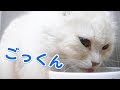 【新事実】マロンが餌を噛まずに飲み込んでいる件について。