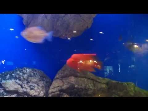 Ginzzu GT-X890 test video