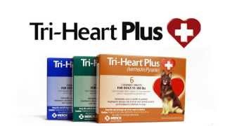 Tri-Heart Plus Heartworm Prevention For Dogs