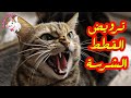 ترويض القطط الشرسة شروط ترويض أي قطة شرسة 