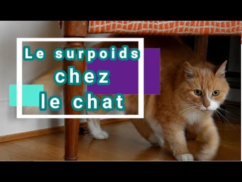 Vidéo: Pourquoi Le Poids De Votre Chat Compte Vraiment - Gérer Les Chats En Surpoids