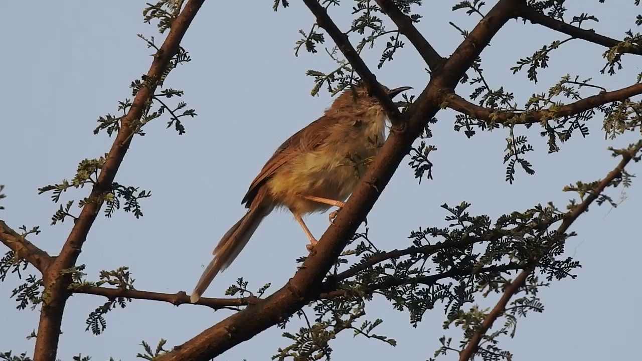 Jungle Prinia (Prinia sylvatica)