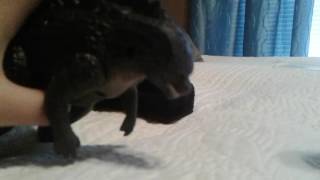 Godzilla Comments Brandon Sanders