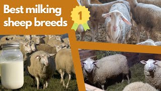 Milking Sheep Breeds - Which one is right for you?