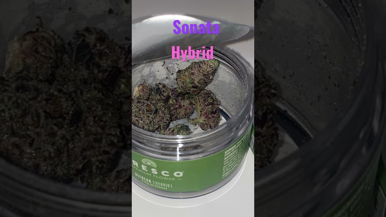 Cresco “Sonata “