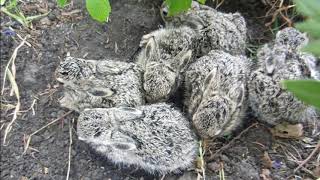 Can Rabbits Jump Over Fences? Garden Protection Tips