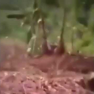 Bobogohan jeung aing tunangan jeung batur